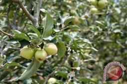 Kerinci jadi daerah wisata agro