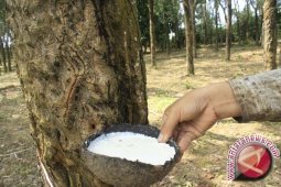 400 hektare tanaman karet di Tebo akan direvitalisasi