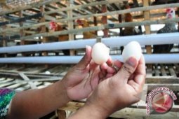 Kebutuhan Telur Kalsel