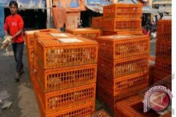 Disnak Antisipasi Kebutuhan Ayam