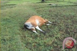 Puluhan Sapi Mati