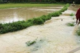 SAWAH TERENDAM