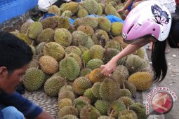 Durian Bengkulu "banjiri" kota Palembang