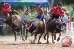 "Pacu Jawi" tambah pendapatan masyarakat Tanahdatar