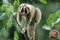 Ditemukan 3 Spesies Baru Kukang Kalimantan