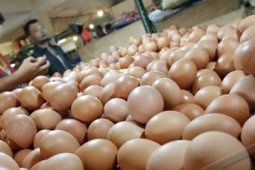 HARGA TELUR AYAM
