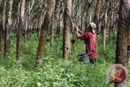 450 hektare karet tua di Sarolangun diremajakan