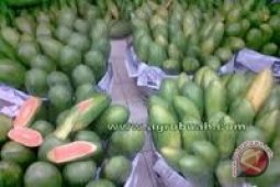 Warga Sukomulyo kembangkan tanaman pepaya kalifornia