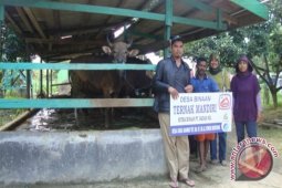 30 Petani Ikut Program Penggemukan Sapi