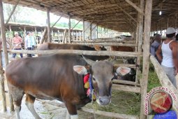 Kebutuhan Daging Sapi di Tenggarong Meningkat