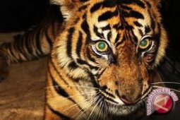 Operasi PHS-TNKS Lumpuhkan 100 Jerat Harimau Sumatera