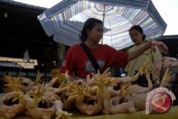 Harga Ayam Potong Di Banjarbaru Turun