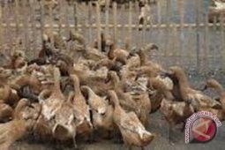 Puluhan kelompok tani Mukomuko akan terima penetas telur