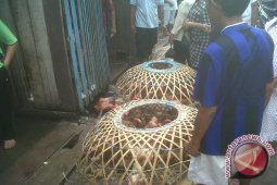 Disnakeswan Kalbar Bentuk Tim Awasi Kesehatan Unggas