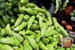 Pekebun Harapkan Guyuran Hujan
