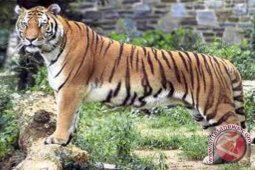 Lompat ke kandang harimau, seorang pria kritis