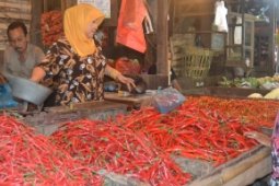 Harga Cabai Stabil
