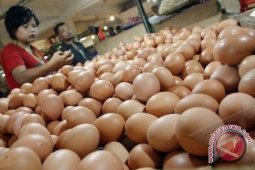 Harga Telur Alami Kenaikan