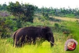 Habitat Gajah Sumatera di Jambi Menyusut Drastis