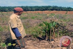 Pendapatan petani sawit Rp1,2 juta-Rp2,8 juta/ha