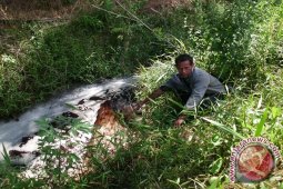 Polisi uji laboratorium sungai tercemar limbah pabrik