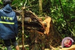 Penebangan liar marak di hutan Kampar