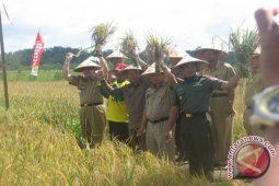 Dispertan Berau Optimistis Target Produksi Padi Tercapai
