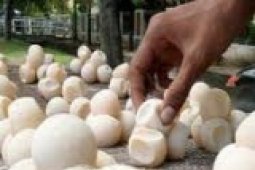 BKSD Dukung Proses Hukum Penyelundup Telur Penyu