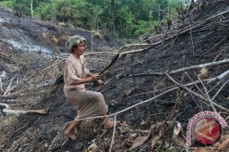 "Manugal" Kesahajaan Dayak Meratus Bertani
