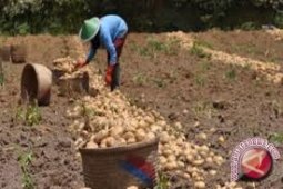 Camilan Kentang Sebagai Penawar Racun