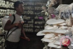 High potential mushroom market in Banjarmasin