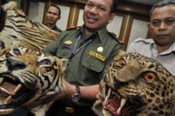 PERDAGANGAN KULIT HARIMAU