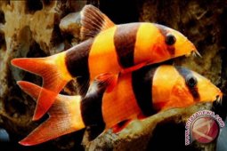 Jelang Labaran penjualan ikan hias meningkat