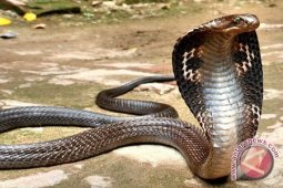 Pemuda di Depok tewas dipatuk King Cobra