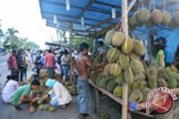 Imbauan Tertulis Larangan Tebang Durian Sudah Sering Disampaikan