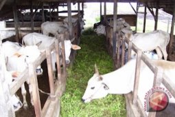 Kubu Raya Intensifkan Pola Pendampingan Bagi Peternak