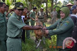 Pemkab Serahkan Bantuan Sapi Kepada Warga Perbatasan