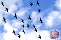 Perilaku Burung Bisa Beritahu Perubahan Iklim