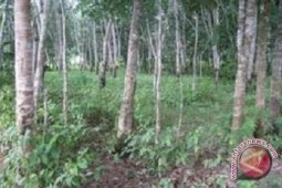 25 desa terima SK Menhut kelola hutan