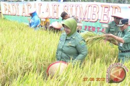 Petani Sebatik Mampu Produksi 10.742 Ton Gabah
