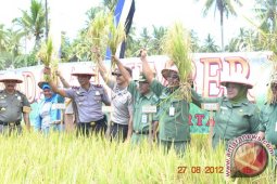 Wabup Nunukan Panen Raya di Sebatik