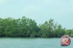 Komunitas mangrove Bengkulu hijaukan Pelabuhan Baai