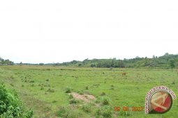 Ribuan Hektare Sawah di Nunukan "Tertidur"