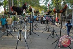 Lomba Ayam Ketawa