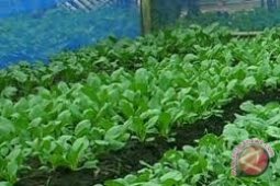46 Persen dari Buah dan Sayur Penyebab Keracunan