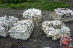 Harga karet di Jambi hanya Rp6.000/kg