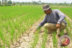 Ratusan hektare sawah di Bengkulu terancam kekeringan