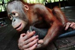 SERAHKAN ORANGUTAN PELIHARAAN