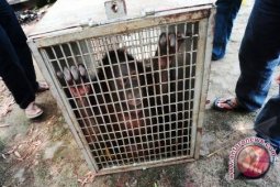 APP-Kemenhut Relokasi Orangutan Ke Habitat Baru