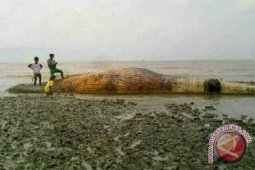 Paus seberat dua ton  terdampar di pantai timur Jambi